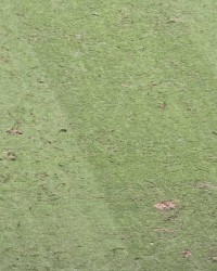 必赢体育-东体：西安承办赛事准备期只有1个月，草皮也没经过联赛验证