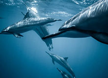 开云官网：引领企业数字化转型的直观入口